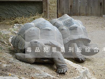 毒品犯罪量刑应综合考虑主客观事实