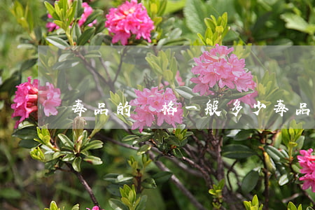 毒品的價格一般多少(毒品的價錢是多少)