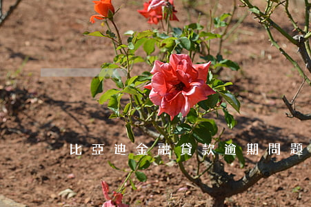 比亞迪金融貸款逾期問題(比亞迪金融放款)