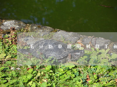 毛豆新車逾期利息(毛豆逾期有沒有收車的)