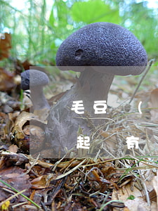 毛豆車(chē)貸嚴(yán)重逾期被起訴(有沒(méi)有人起訴毛豆新車(chē))