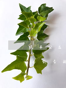 民事公益訴訟被告可以上訴嗎(公益訴訟中被告能否提出反訴)