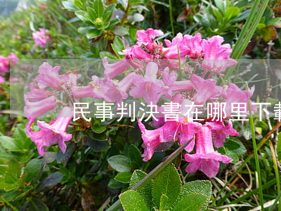 民事判決書在哪里下載