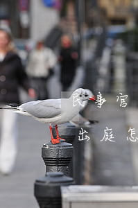 民事官司被告不出庭怎么辦(民事糾紛被告不出庭怎么辦)