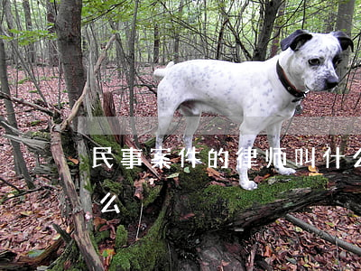 民事案件的律师叫什么(民事律师主要负责什么)