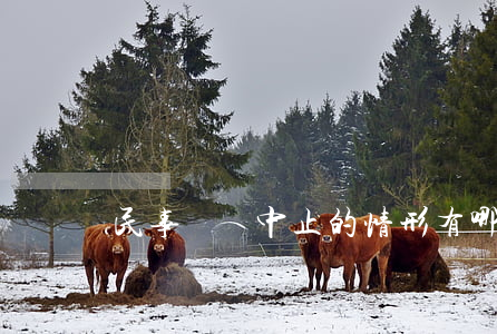 民事訴訟中止的情形有哪些