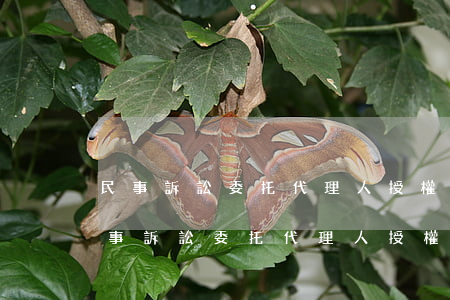 民事訴訟委托代理人授權(quán)書(民事訴訟委托代理人授權(quán)書免費(fèi))