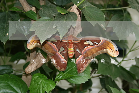 民事訴訟有沒有免費(fèi)律師