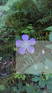 民事訴訟被告可以出國(guó)嗎(有起訴可以出國(guó)嗎)