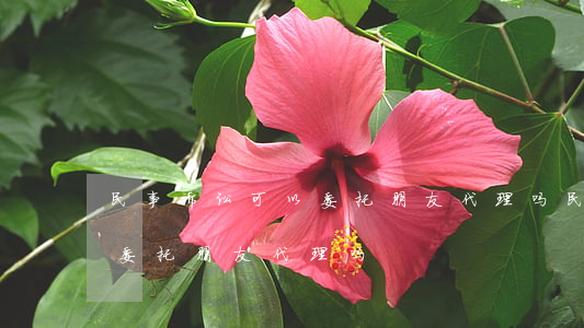 民事诉讼可以委托朋友代理吗(民事诉讼可以委托朋友代理吗?)