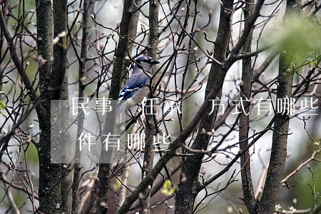 民事責任承擔方式有哪些呢（民事責任構成要件有哪些）