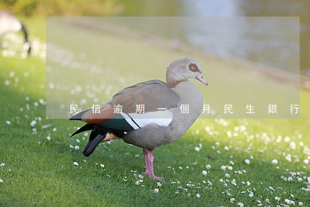 民信逾期一個月(民生銀行逾期15天)