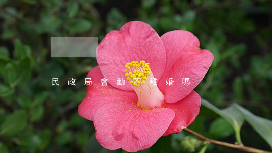 民政局會勸不離婚嗎