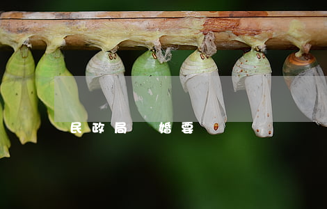 民政局離婚要錢嗎