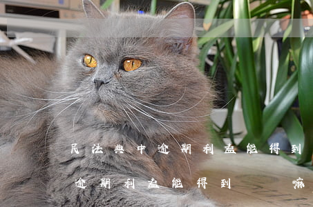 民法典中逾期利益能得到賠償嘛-民法典中逾期利益能得到賠償嘛