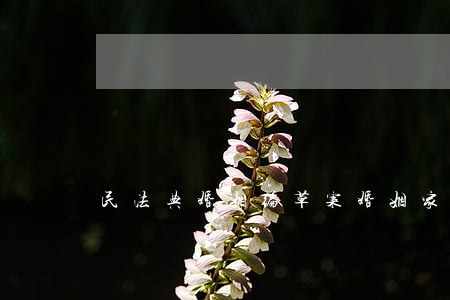 民法典婚姻编草案(婚姻家庭民法典草案)