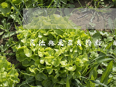 民法典是否支持彩禮的退還