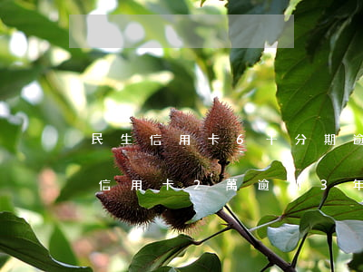 民生信用卡6千分期逾期了怎么辦(民生銀行信用卡2萬逾期3年)