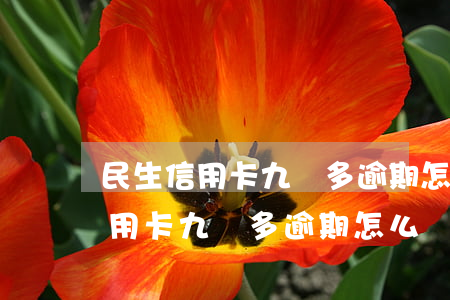 民生信用卡九萬多逾期怎么辦上海-民生信用卡九萬多逾期怎么辦上海的