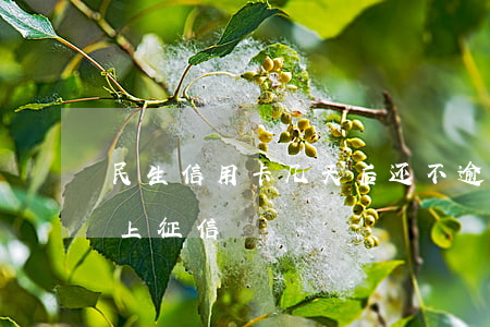 民生信用卡几天后还不逾期(民生卡逾期几天上征信)