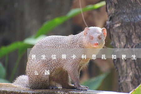 民生信用卡利息亂扣(民生信用卡利息亂扣怎么辦)