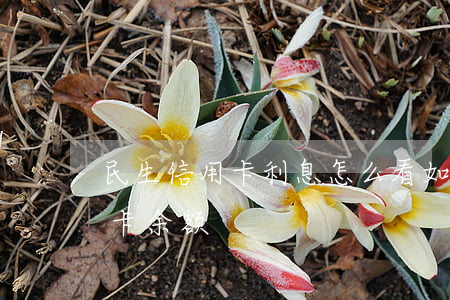民生信用卡利息怎么看(如何查民生银行信用卡余额)