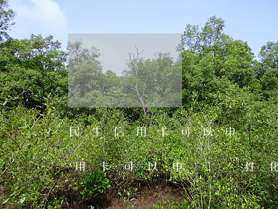 民生信用卡可以申請個性化分期嗎-民生信用卡可以申請個性化分期嗎