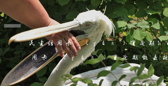 民生信用卡嚴(yán)重逾期1w(民生信用卡嚴(yán)重逾期能去柜臺(tái)辦儲(chǔ)蓄卡嗎)