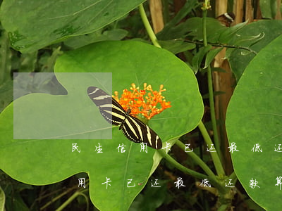 民生信用卡已还最低还款算逾期吗-民生信用卡已还最低还款算逾期吗怎么办
