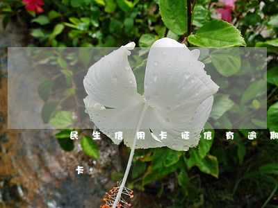 民生信用卡征信有逾期(征信有逾期辦理信用卡)