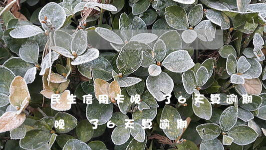 民生信用卡晚還了6天算逾期嗎(民生信用卡晚還了6天算逾期嗎)