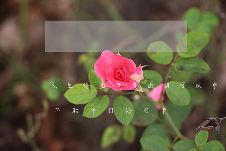民生信用卡有逾期可以申請延期(有過逾期能不能申請信用卡)