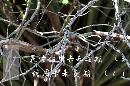 民生信用卡未逾期協(xié)商還款(民生信用卡未逾期協(xié)商還款流程)