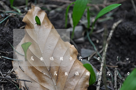 民生信用卡欠10萬(wàn)還不上怎么辦-民生信用卡欠10萬(wàn)還不上怎么辦呢