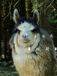 民生信用卡欠五千逾期(民生信用卡欠款10萬逾期暫時還不上)