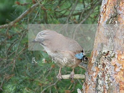 民生信用卡还款逾期一天要紧吗
