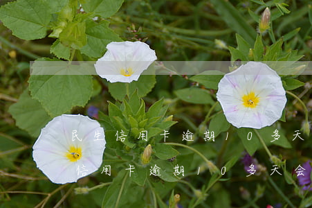 民生信用卡逾期10多天会怎么样呢-民生信用卡逾期10多天会怎么样呢知乎