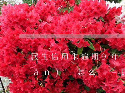 民生信用卡逾期9年沒(méi)錢(qián)還怎么辦-民生信用卡逾期9年沒(méi)錢(qián)還怎么辦呢