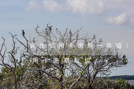 民生信用卡逾期一年協(xié)商(民生信用卡逾期后協(xié)商還款流程)