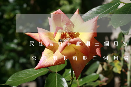 民生信用卡逾期三個月怎么協(xié)商(欠信用卡逾期三個月還可以溝通嘛)