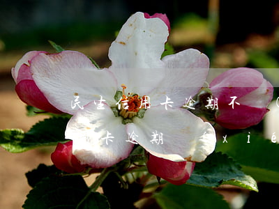 民生信用卡逾期不協(xié)商(為什么信用卡逾期協(xié)商不了)