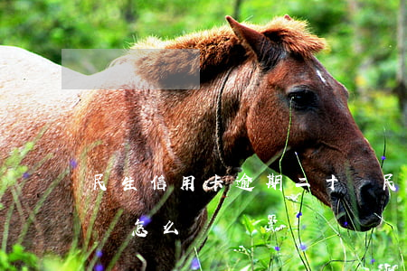 民生信用卡逾期二十萬(民生信用卡逾期二十萬怎么辦)