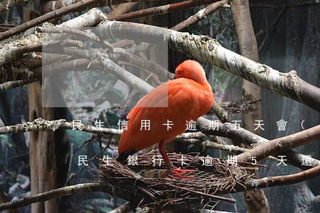 民生信用卡逾期五天會(huì)上征信嗎(民生銀行卡逾期5天還款會(huì)不會(huì)上征信)
