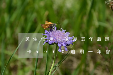 民生信用卡逾期五年后還能辦卡嗎(民生信用卡5000逾期一年會怎么樣)