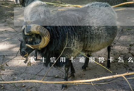 民生信用卡逾期停卡怎么開卡