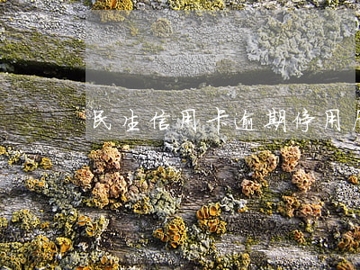 民生信用卡逾期停用后怎么恢復(fù)