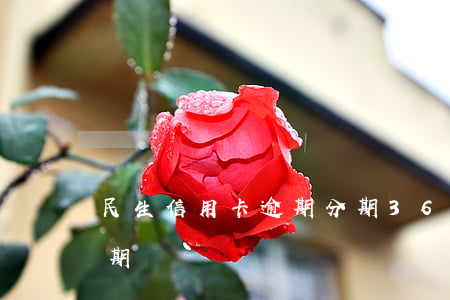 民生信用卡逾期分期36個月(信用卡 逾期 分期)