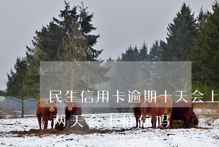 民生信用卡逾期十天会上征信吗-民生逾期两天会上征信吗