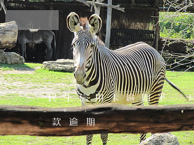 民生信用卡逾期半個月還最低 信用卡 最低還款 逾期
