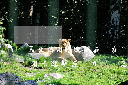 民生信用卡逾期后無力償還怎么辦-民生信用卡逾期后無力償還怎么辦呢